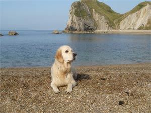 Photo of Caravan on Durdle Door Holiday Park