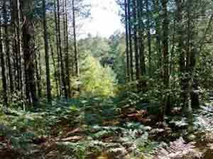 Photo of Caravan on Oakdene Forest Park
