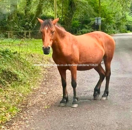 Photo of Caravan on Oakdene Forest Park