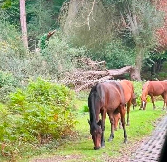 Photo of Caravan on Oakdene Forest Park