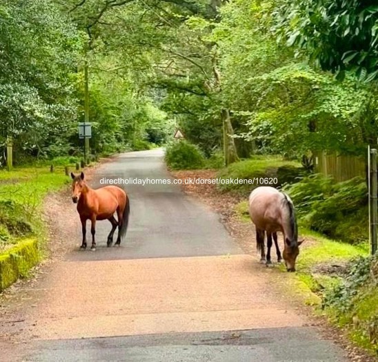 Photo of Caravan on Oakdene Forest Park