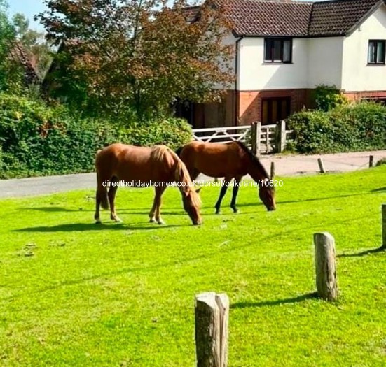 Photo of Caravan on Oakdene Forest Park
