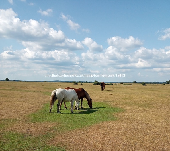 Photo of Caravan on Hoburne Bashley