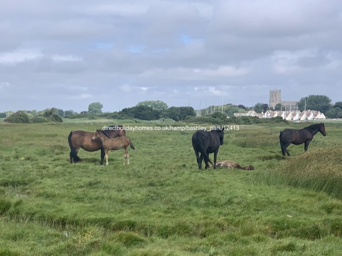 Photo of Caravan on Hoburne Bashley