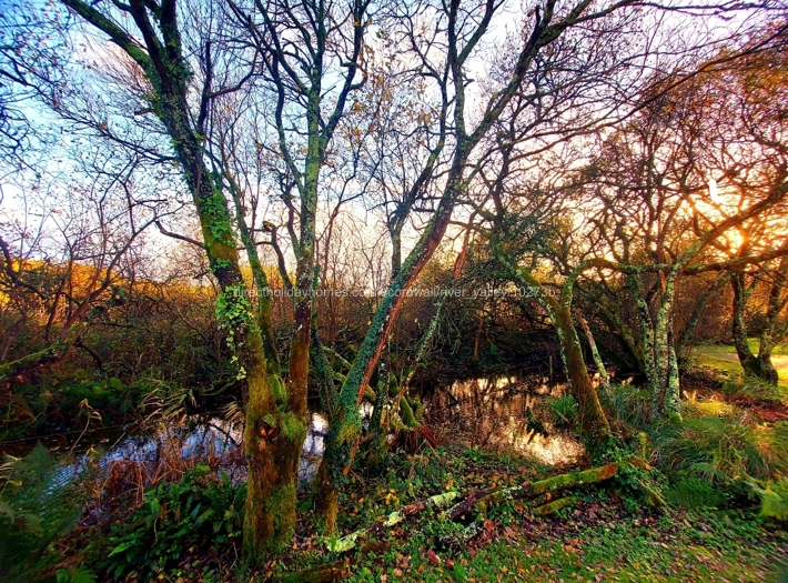 grove next to the caravan 