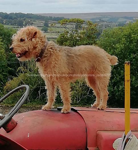 Brandy, one of our terriers.