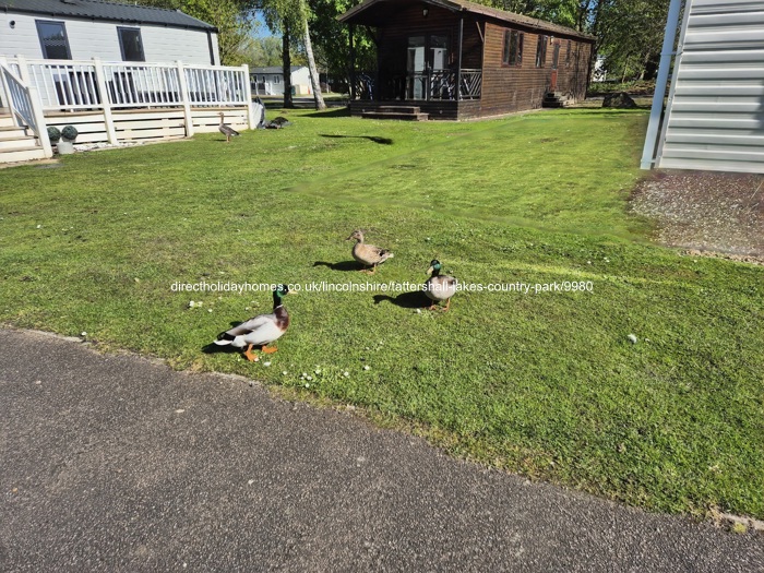 Photo of Caravan on Tattershall Lakes Country Park