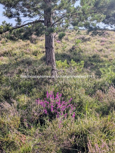 Photo of Lodge on Shorefield Country Park