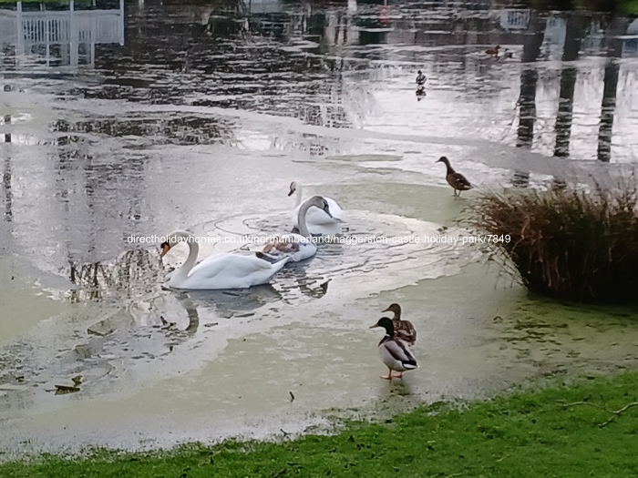 Photo of Caravan on Haggerston Castle Holiday Park