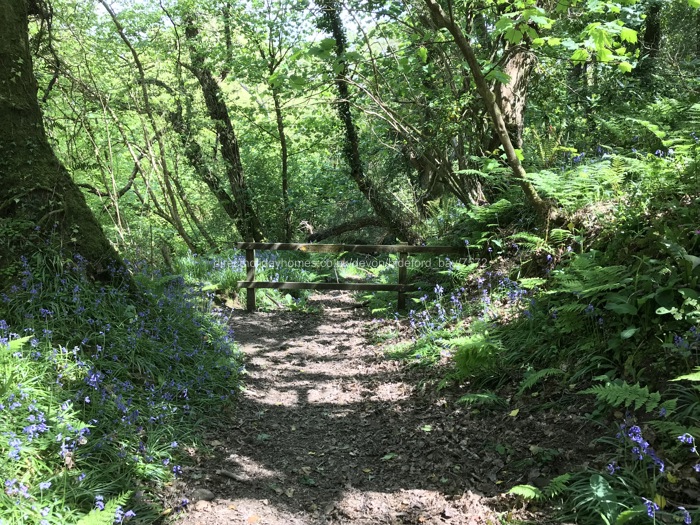 Bluebells along the coastal path