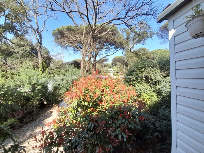 Spring time from the decking.