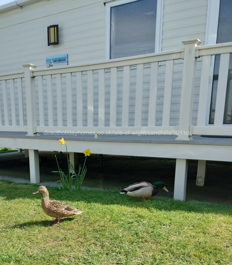 Our resident ducks at Sandhills 