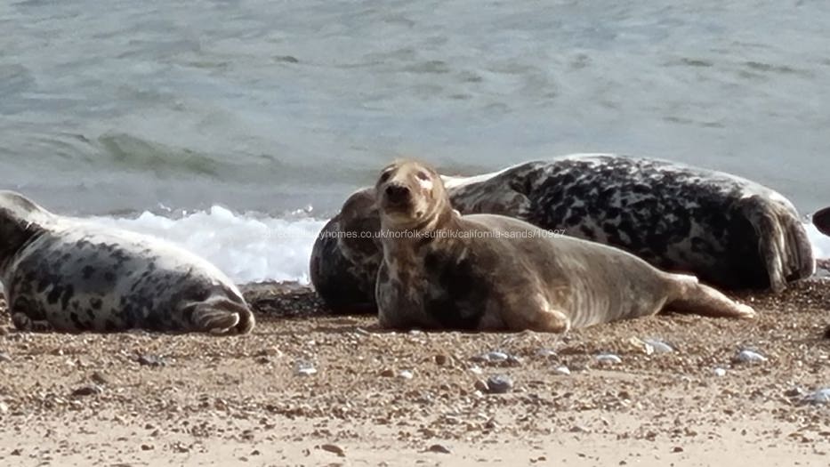 Seals at Horsey Gap
