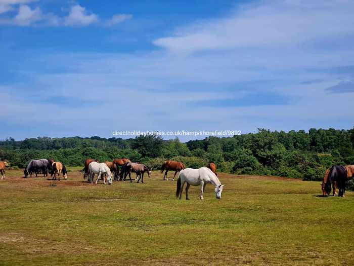 Photo of Caravan on Shorefield Country Park