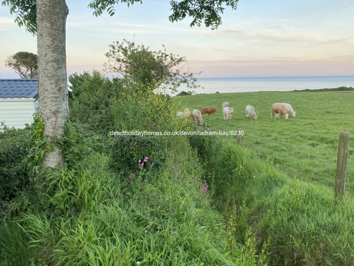 Photo of Caravan on Ladram Bay Holiday Park