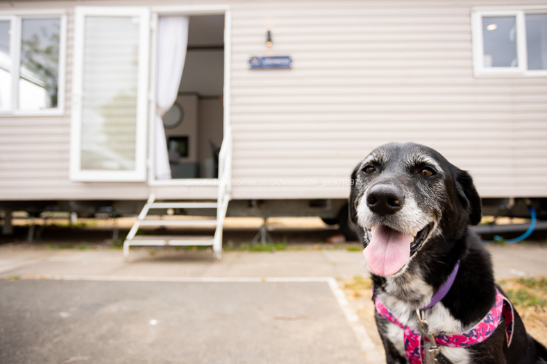 Dog Friendly Holiday Caravan