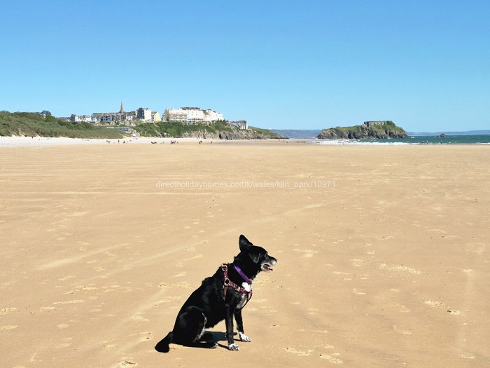 Dog Friendly Beach Down The Path